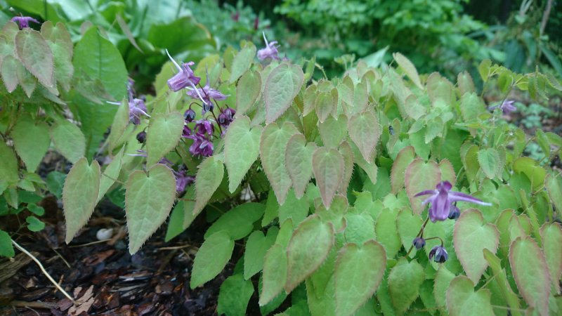 Epimedium grandiflorum 'Shiho' Suureõieline  haldjatiib (epimeedium)